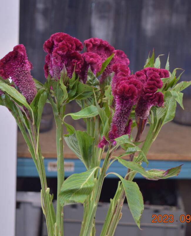 CELOSIA HOT PINK