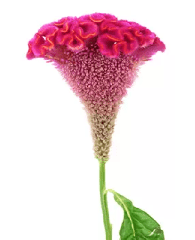 CELOSIA HOT PINK
