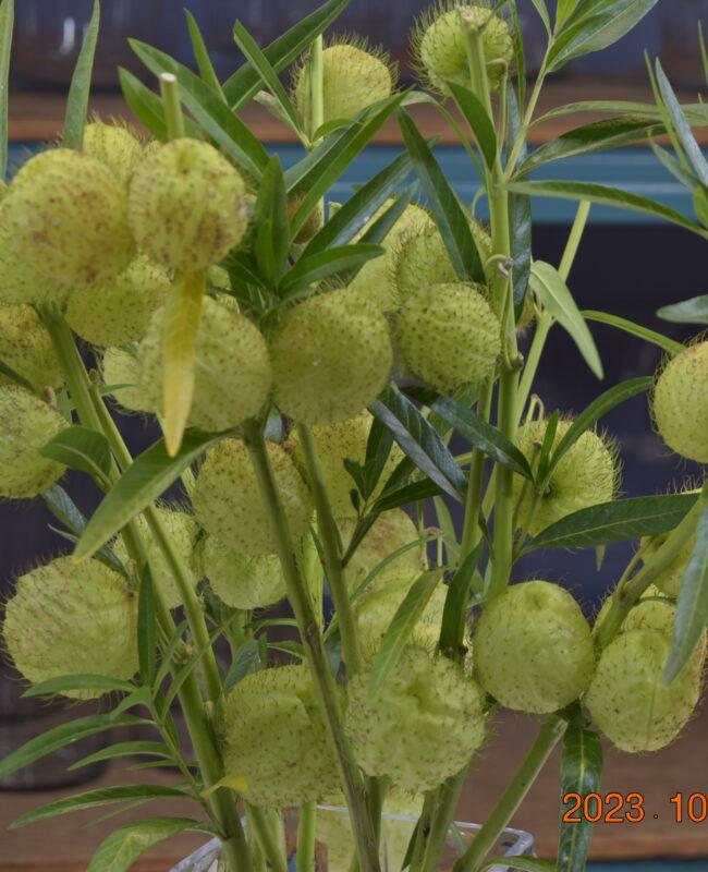 ASCLEPIAS MOBY DICK
