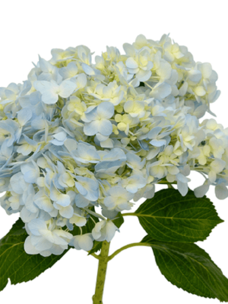 HYDRANGEA S. A. BLUE WHITE