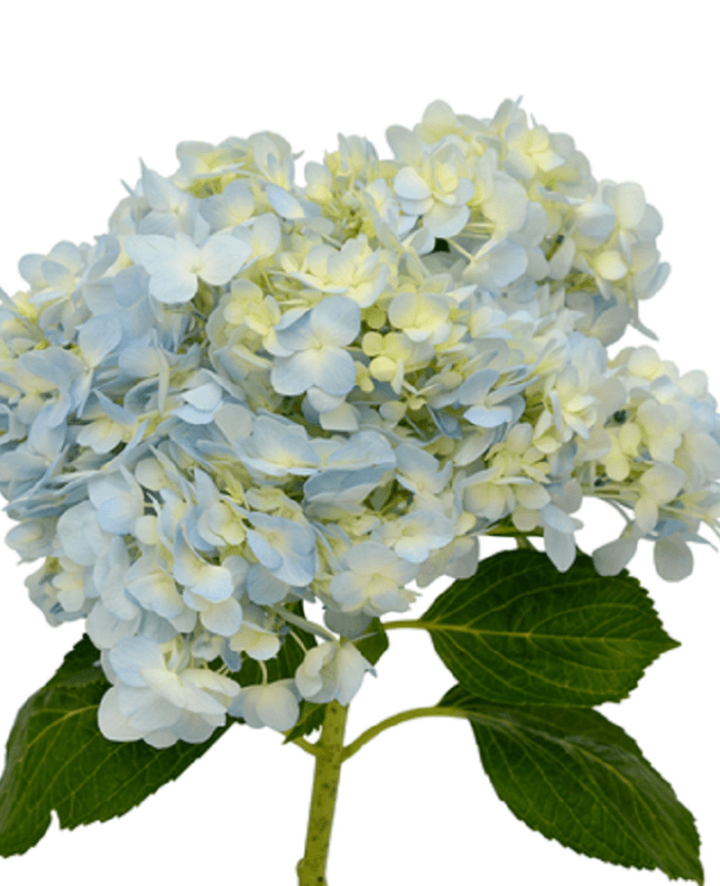 HYDRANGEA S. A. BLUE WHITE
