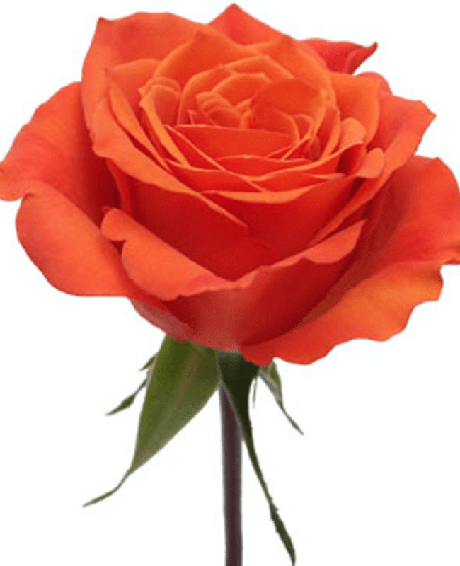 Rose Hilux Orange