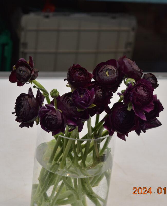 Ranunculus Dark Purple
