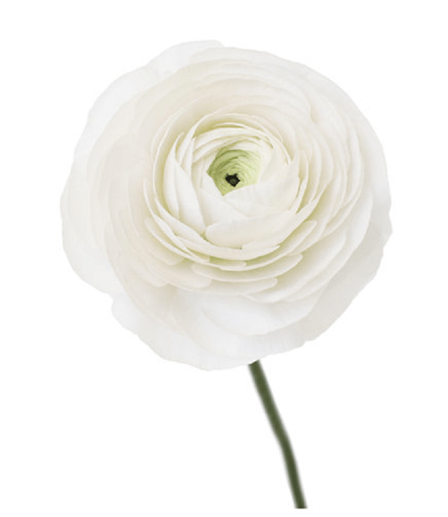 Ranunculus White