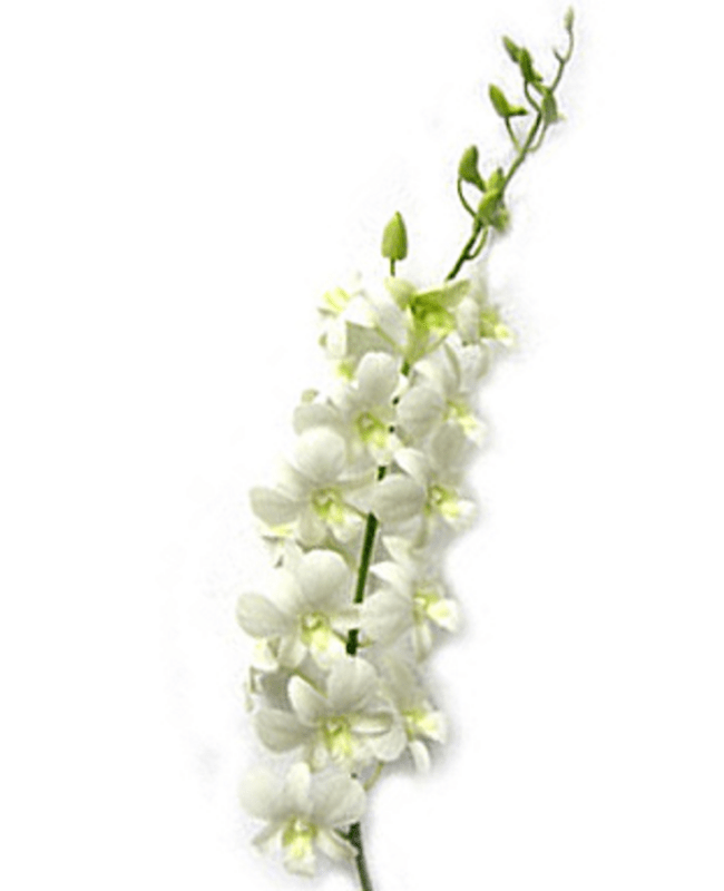 Dendrobium White