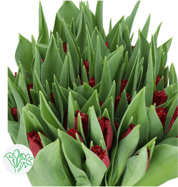 Tulip Frill Philly Belle
