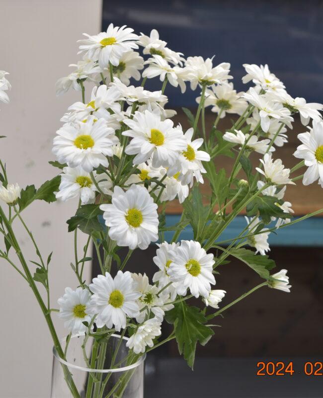 Chrysanthemum White Daisy