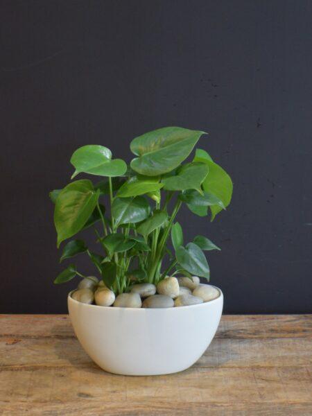 Philodendron Planter