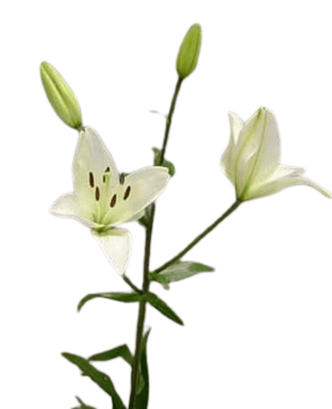 LILY ASIATIC WHITE 2/3